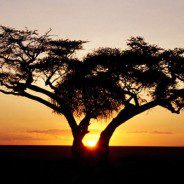 Sawyer Hosts African Business Conference