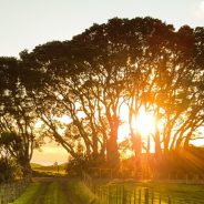 Cranfield Offers MBA Scholarship for Innovators In Agricultural Management