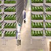 aerofarms vertical farming