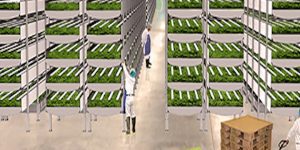 aerofarms vertical farming