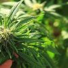 Cannabis