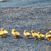 drexel paid parental leave