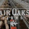 georgetown fair oaks farms