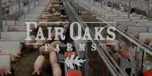 georgetown fair oaks farms